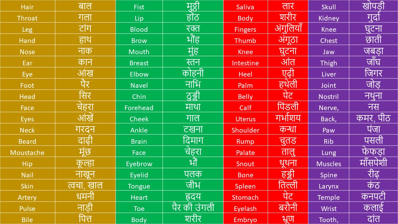 List Of Body Parts Names In English And Hindi - Study Material For All